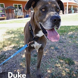 Thumbnail photo of Duke #1