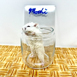 Thumbnail photo of Mochi #1