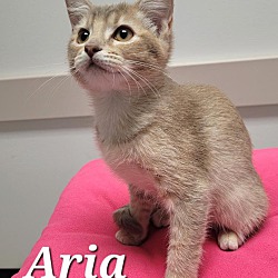 Thumbnail photo of Aria #2