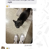 adopt a pet