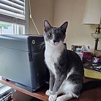 adopt a pet