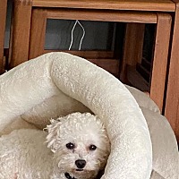 adopt-pet
