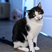 adopt a pet