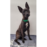adopt-pet