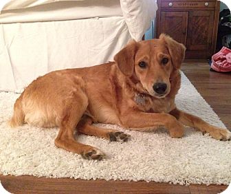 Toronto On Golden Retriever Meet Brady A Pet For Adoption Adoptapet Com