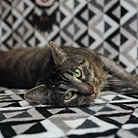 BIG BIRD - Domestic Shorthair available for adoption