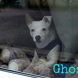 Thumbnail photo of Ghost #4