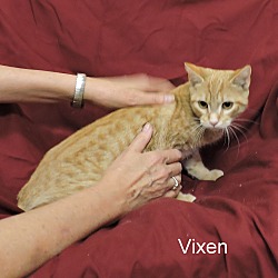 Thumbnail photo of Vixen #4