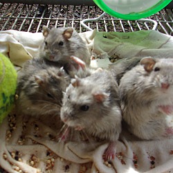 Thumbnail photo of Robo hamsters #2