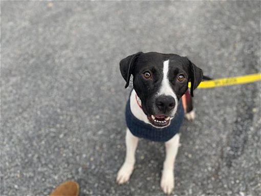 Derwood, MD - Pit Bull Terrier/Pointer. Meet Kaze a Pet for Adoption ...