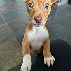 Photo of Avery, a red Basenji-Chihuahua puppy