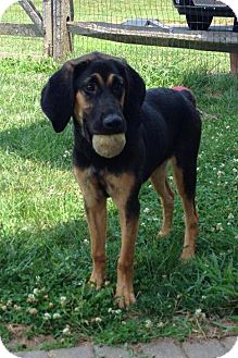 black and tan coonhound bloodhound mix