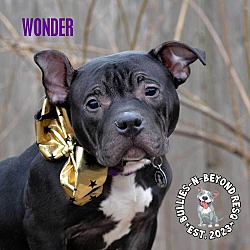 Thumbnail photo of Wonder #3