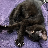 adopt a pet