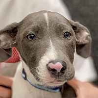 adopt a pet