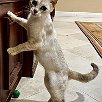adopt a pet