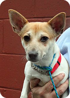 New Rochelle Humane Ny Jack Russell Terrier Meet Pj A