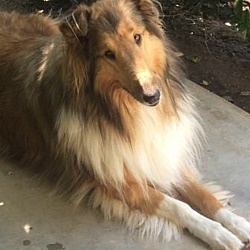 Photo of Lassie