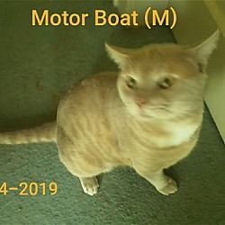 Photo of Motor Boat