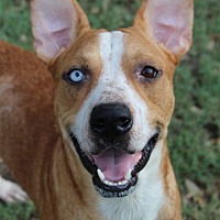 adopt a pet