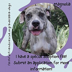 Photo of Magnolia