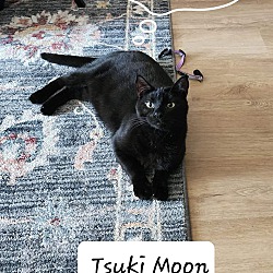 Thumbnail photo of Tsuki #1