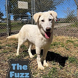 Thumbnail photo of The Fuzz #1