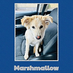 Photo of Marshmallow
