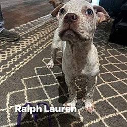 Photo of Ralph Lauren