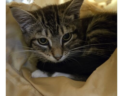 Corvallis, OR - Domestic Shorthair/Domestic Mediumhair. Meet Hoss a Pet
