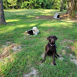 Thumbnail photo of Pyrenees Labrador Puppies #4