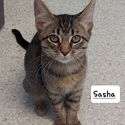 Thumbnail photo of Sasha #1