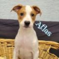 Thumbnail photo of Atlas #2