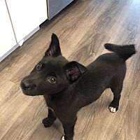 adopt-pet