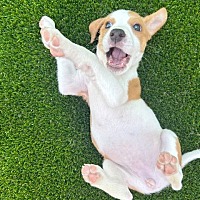 adopt a pet
