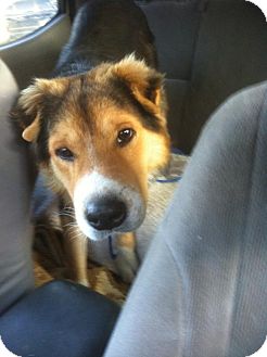 Ocean Ridge, FL - Australian Shepherd. Meet Blake a Dog for Adoption.