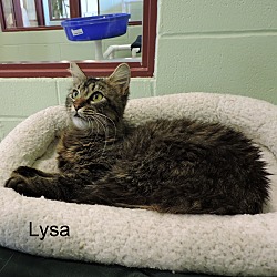 Thumbnail photo of Lysa #4