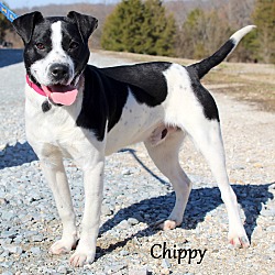 Thumbnail photo of Chippy ~ meet me! #4
