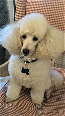 Ozzy poodle hot sale