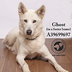 Thumbnail photo of Ghost #2