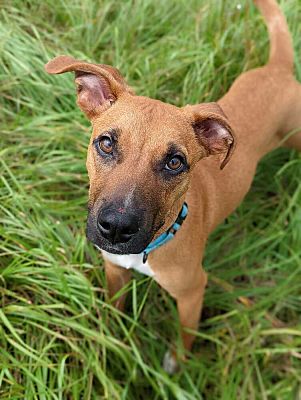 Lutz, FL - Rhodesian Ridgeback/Hound (Unknown Type). Meet Magic a Pet ...