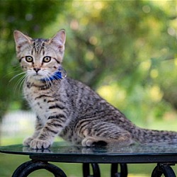 Photo of KITTEN BARBIE