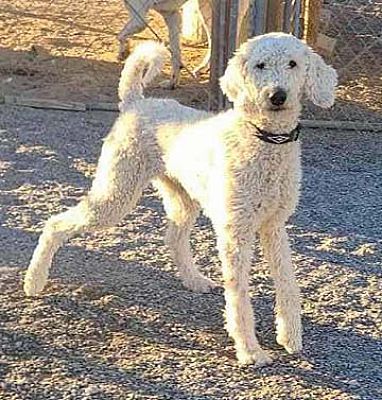 Las Vegas, NV - Poodle (Standard). Meet Snow a Pet for Adoption