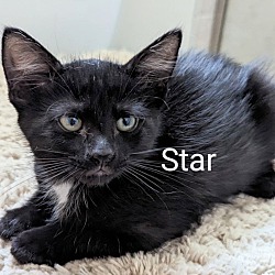 Thumbnail photo of Star #2