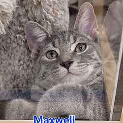 Thumbnail photo of Maxwell #4