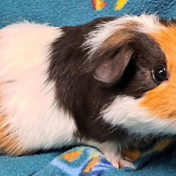 Thumbnail photo of Pretzel #2