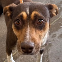 adopt a pet