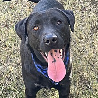 adopt-pet