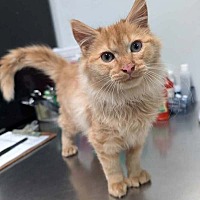 adopt a pet