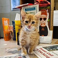 adopt a pet